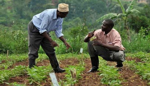 Quel projet agricole faut-il lancer ?