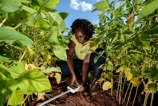 Quel projet agricole faut-il lancer ?