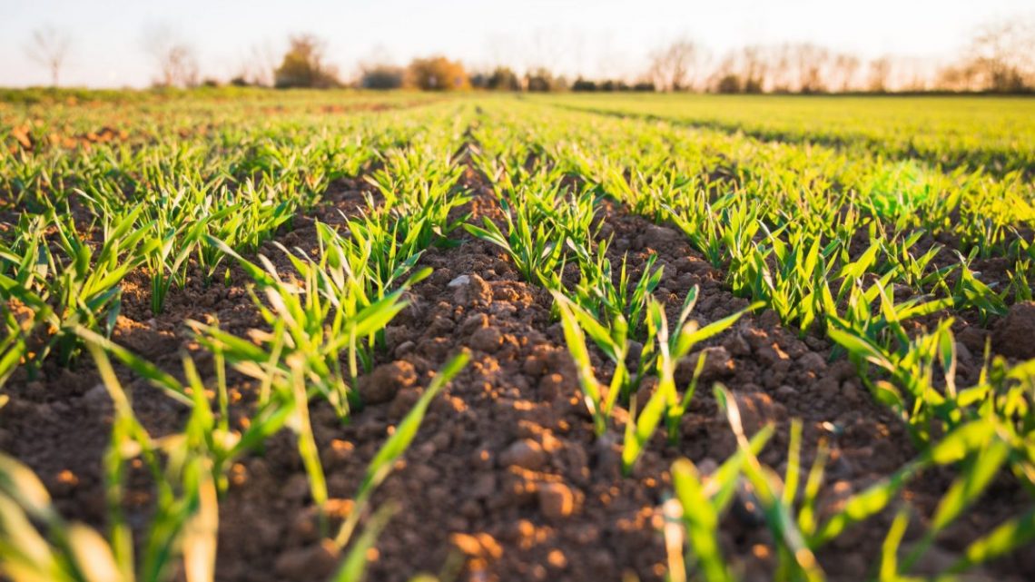 Quel projet agricole faut-il lancer ?