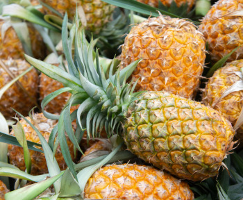 Le Togo investit 9,5 milliards FCFA pour doubler sa production d'ananas en 5 ans !