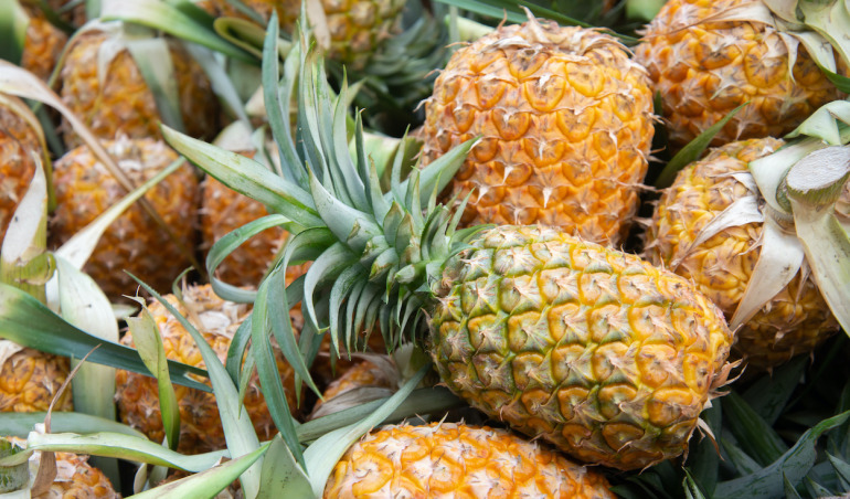 Le Togo investit 9,5 milliards FCFA pour doubler sa production d'ananas en 5 ans !