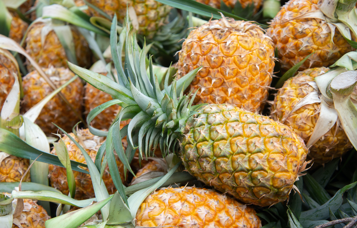 Le Togo investit 9,5 milliards FCFA pour doubler sa production d'ananas en 5 ans !