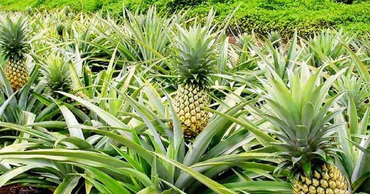 Le Togo investit 9,5 milliards FCFA pour doubler sa production d'ananas en 5 ans !