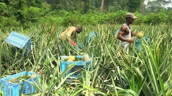 Le Togo investit 9,5 milliards FCFA pour doubler sa production d'ananas en 5 ans !